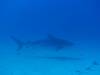 130 - Dive2-3 Kona Shore Divers