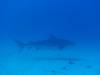 131 - Dive2-3 Kona Shore Divers