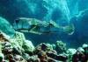 132 - Dive2-3 Kona Shore Divers