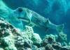 133 - Dive2-3 Kona Shore Divers