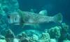 134 - Dive2-3 Kona Shore Divers