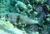 136 - Dive2-3 Kona Shore Divers