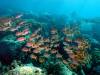 138 - Dive2-3 Kona Shore Divers