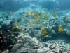 140 - Dive2-3 Kona Shore Divers
