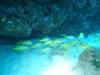 105 - Dive3-1 Kona Big Island Divers