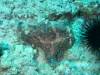 108 - Dive3-1 Kona Big Island Divers