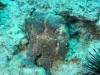 110 - Dive3-1 Kona Big Island Divers