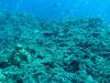 113 - Dive3-1 Kona Big Island Divers