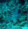 116 - Dive3-1 Kona Big Island Divers