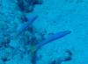 130 - Dive3-2 Kona Big Island Divers
