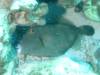 148 - Dive3-2 Kona Big Island Divers