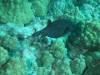 152 - Dive3-2 Kona Big Island Divers