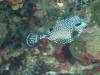 Dive0-1 PG n Me Cocoview-104 Dive0-1 PG n Me Cocoview