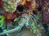 Dive0-1 PG n Me Cocoview-107 Dive0-1 PG n Me Cocoview