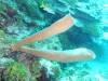 Dive0-1 PG n Me Cocoview-110 Dive0-1 PG n Me Cocoview