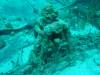Dive0-2 Prince Albert Wreck-176 Dive0-2 Prince Albert Wreck