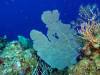 Dive0-3 40f Point-108 Dive0-3 40f Point