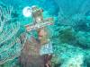 Dive0-3 40f Point-109 Dive0-3 40f Point