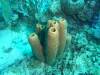 Dive0-3 40f Point-126 Dive0-3 40f Point