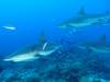 Dive2-1 Cara a Cara-113 Dive2-1 Cara a Cara