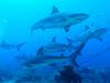 Dive2-1 Cara a Cara-140 Dive2-1 Cara a Cara