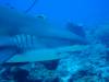 Dive2-1 Cara a Cara-167 Dive2-1 Cara a Cara