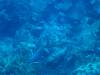 Dive2-4 Taviannas Wall-102 Dive2-4 Taviannas Wall
