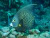 Dive2-4 Taviannas Wall-115 Dive2-4 Taviannas Wall