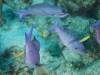 Dive2-4 Taviannas Wall-127 Dive2-4 Taviannas Wall