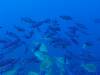 Dive6-1 40ft Point-121 Dive6-1 40ft Point
