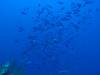 Dive6-2 40ft Point-119 Dive6-2 40ft Point