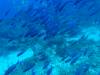 Dive6-2 40ft Point-126 Dive6-2 40ft Point