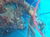 101 - Dive0-1 PG n Me Cocoview