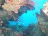 103 - Dive0-1 PG n Me Cocoview