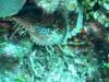105 - Dive0-1 PG n Me Cocoview