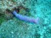 108 - Dive0-1 PG n Me Cocoview