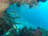 109 - Dive0-1 PG n Me Cocoview