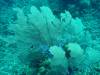 111 - Dive0-1 PG n Me Cocoview