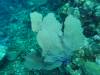 112 - Dive0-1 PG n Me Cocoview