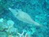 114 - Dive0-1 PG n Me Cocoview