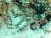 111 - Dive0-2 Prince Albert Wreck