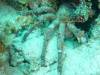 113 - Dive0-2 Prince Albert Wreck