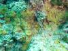 114 - Dive0-2 Prince Albert Wreck