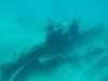 117 - Dive0-2 Prince Albert Wreck