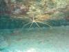 120 - Dive0-2 Prince Albert Wreck