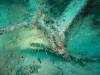 122 - Dive0-2 Prince Albert Wreck