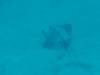 126 - Dive0-2 Prince Albert Wreck