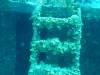 135 - Dive0-2 Prince Albert Wreck