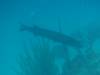 169 - Dive0-2 Prince Albert Wreck