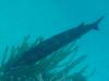 172 - Dive0-2 Prince Albert Wreck
